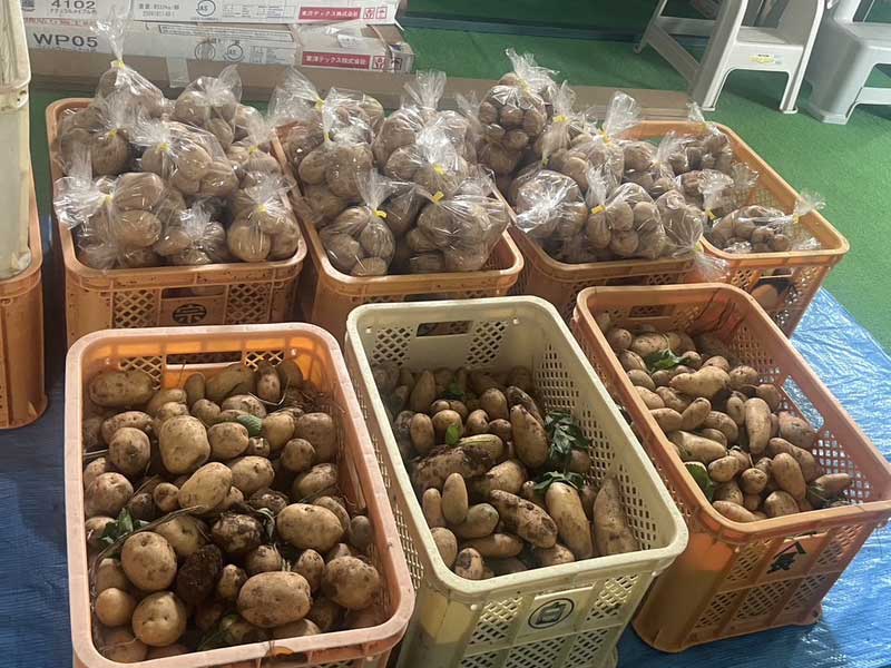NEWS：じゃがいも写真2
