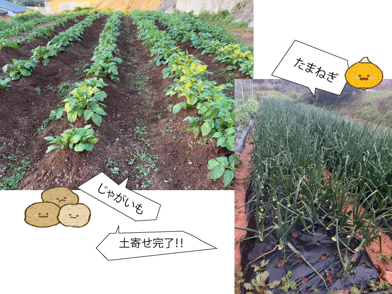 NEWS：yasai1の写真