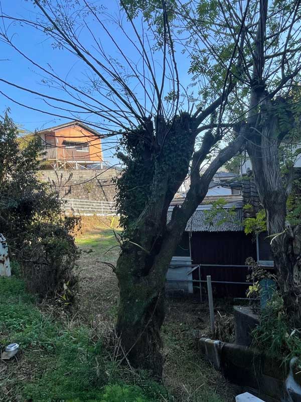 松岡建設伐採施工例施工前：大木