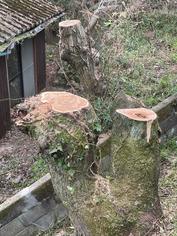 松岡建設伐採施工後：大木を伐採した切り株