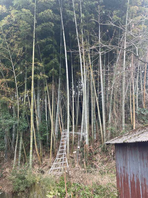 松岡建設伐採施工例施工前：竹林