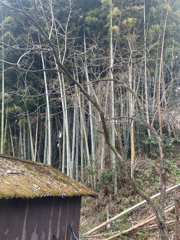 松岡建設伐採施工例施工前：竹林周辺の木々