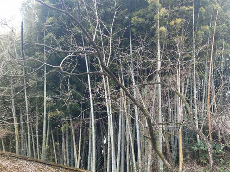 庭木・竹林伐採施工例