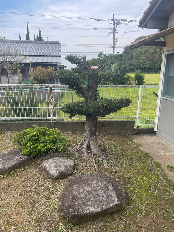 松岡建設剪定施工後：松の木を丁寧に剪定