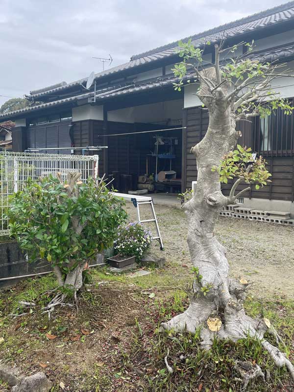 松岡建設剪定施工後：大木を剪定してすっきり
